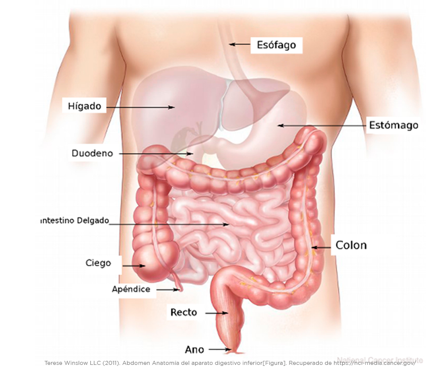 anatomia del aparato digestivo inferior referenciada